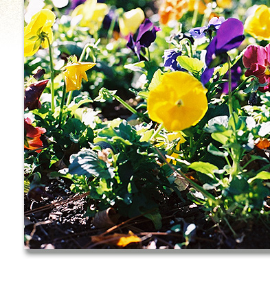 Stock Photography: Farmer's Market